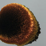 Magnetic Chestnut #0622 (1gr)