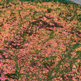 Aurora Candy Green Pink Purple #0596 (1gr)