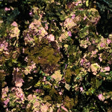 Multicolor Equinox #0616 (0.5gr)