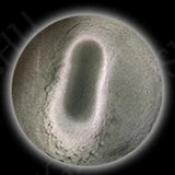 Magnetic 9D Super Fine Sample Size