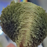 Magnetic Wheat Ecru #0358 (1gr)