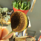 Magnetic Autumn Vibes #0302 (1gr)