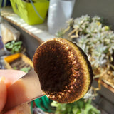 Magnetic Autumn Vibes #0302 (1gr)